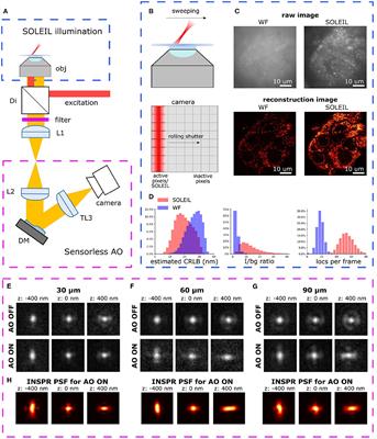 Adaptive optics in single objective inclined light sheet microscopy enables three-dimensional localization microscopy in adult Drosophila brains